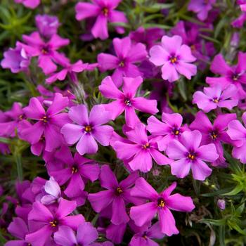 Phlox subulata 'Dark Pink' USPP22377P2