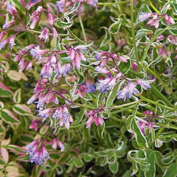 Polemonium reptans 'Touch of Class' (316227)