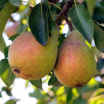 Pyrus communis 'Flemish Beauty'
