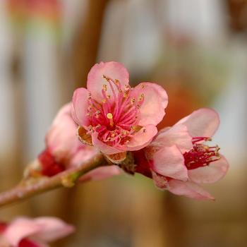 Prunus persica 'Reliance' (316233)