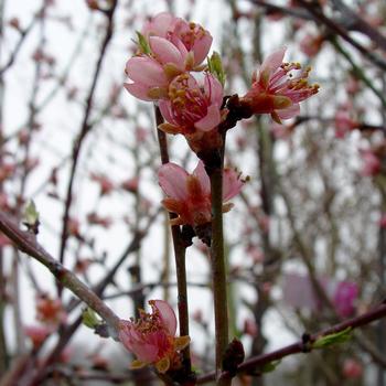 Prunus persica 'Reliance' (316235)