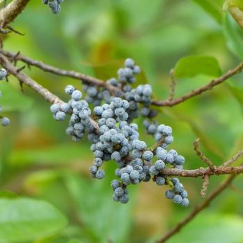 Myrica gale '' (316239)