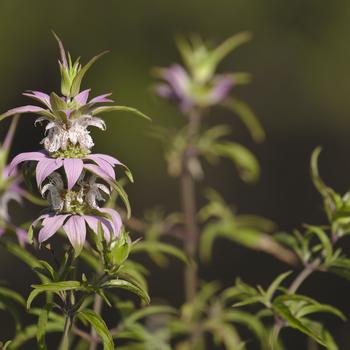 Monarda punctata