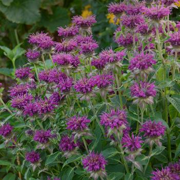 Monarda didyma 'Purple Rooster' 