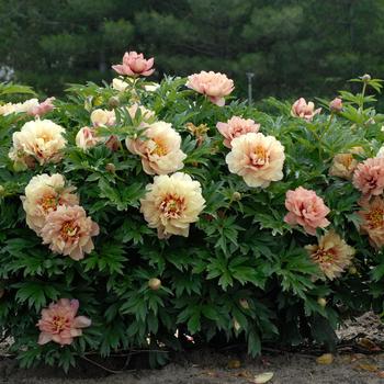Paeonia 'Kopper Kettle'