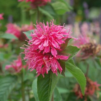 Monarda didyma 'Pink Lace' PP18367, CBRAF