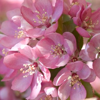 Malus 'Thunderchild'