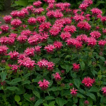 Monarda didyma 'Pink Lace' (316248)