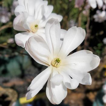 Magnolia stellata 'Royal Star' 