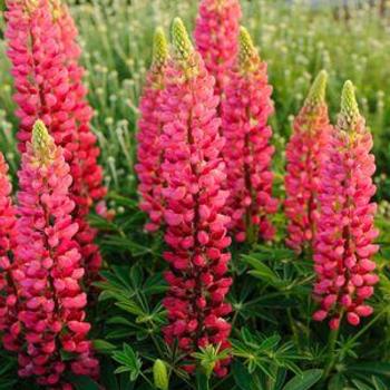 Lupinus 'Popsicle Red' 