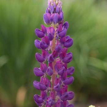Lupinus 'Popsicle Blue' 