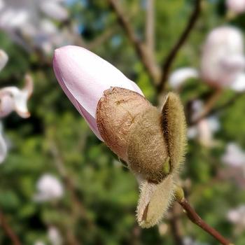 Magnolia stellata 'Royal Star' (316253)