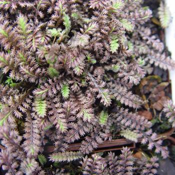 Leptinella squalida 'Platt's Black' (316255)