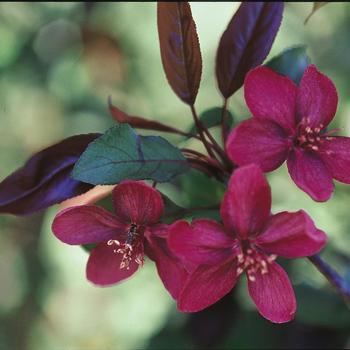 Malus 'Royalty' (316257)