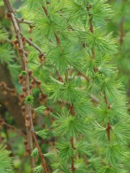 Larix decidua 'Varied Directions' 