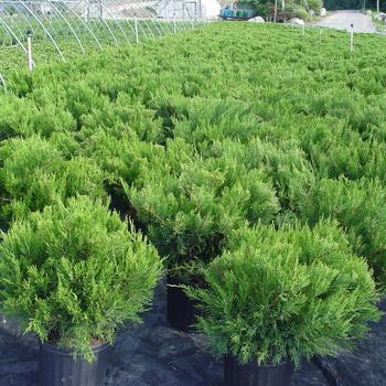 Juniperus chinensis 'Pfitzeriana Compacta' 