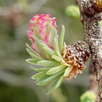 Larix laricina '' (316260)