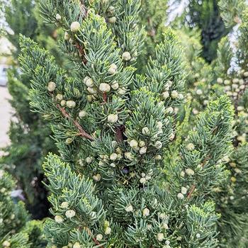 Juniperus chinensis 'Robusta Green' 
