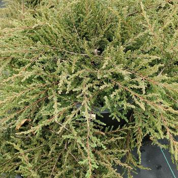 Juniperus communis 'Alpine Carpet&reg;' (316263)