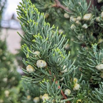 Juniperus chinensis 'Robusta Green' (316264)