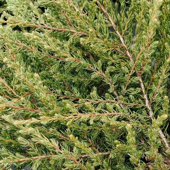 Juniperus communis 'Alpine Carpet&reg;' (316265)