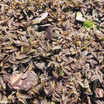 Leptinella squalida 'Platt's Black' (316267)