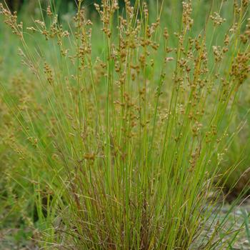 Juncus tenuis 