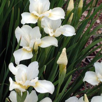 Iris sibirica 'White Swirl' 