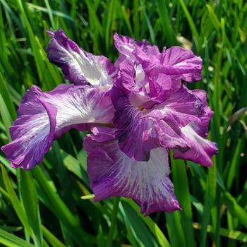 Iris ensata 'Lion King' (316273)