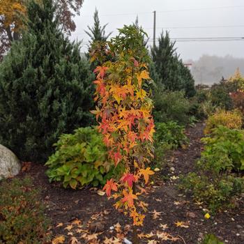 Liquidambar styraciflua 'Slender Silhouette' (316276)