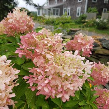 Hydrangea paniculata 'Phantom' (316277)