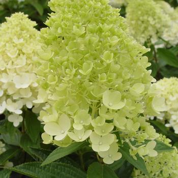 Hydrangea paniculata 'Sweet Summer' (316279)