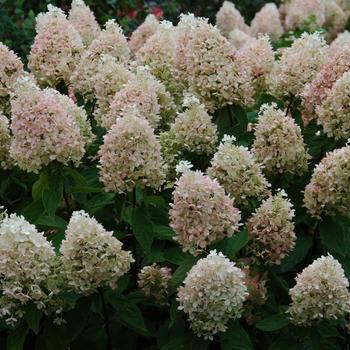 Hydrangea paniculata 'Sweet Summer' (316280)