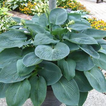 Hosta 'Blue Vision' 