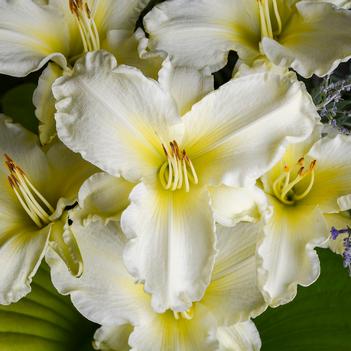 Hemerocallis 'Sunday Gloves' 