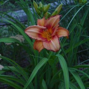 Hemerocallis 'Leebea Orange Crush' 