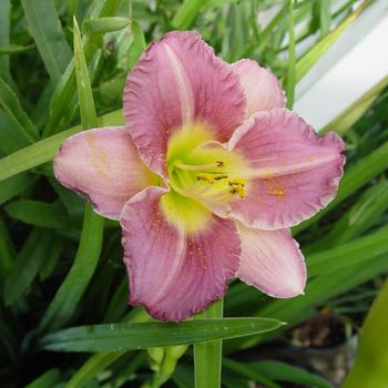 Hemerocallis 'Entrapment' 
