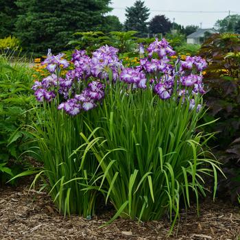 Iris ensata 'Lion King'