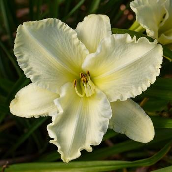 Hemerocallis 'Sunday Gloves' (316288)