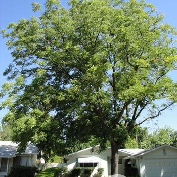 Gymnocladus dioicus 'Espresso-JFS' 20210350528