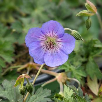 Geranium 'Azure Rush&reg;' USPP30599P2