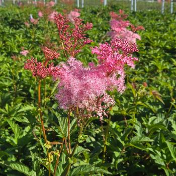 Filipendula rubra 'Venusta'