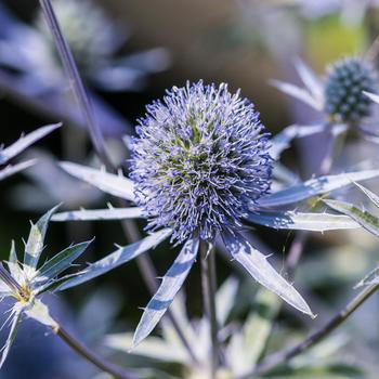 Eryngium planum 'Blue Hobbit'