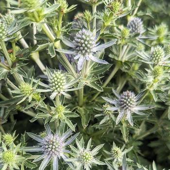 Eryngium planum 'Blue Hobbit' (316294)