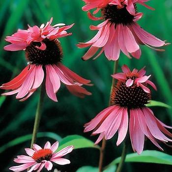 Echinacea 'Double Decker' 