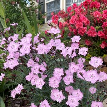 Dianthus gratianopolitanus 'Bath's Pink'