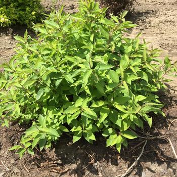 Cornus alba 'Jefreb' PP26418P2