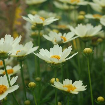 Coreopsis 'Star Cluster' PP30,286