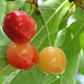 Prunus avium 'Rainier' 