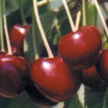 Prunus avium 'Lapins' 